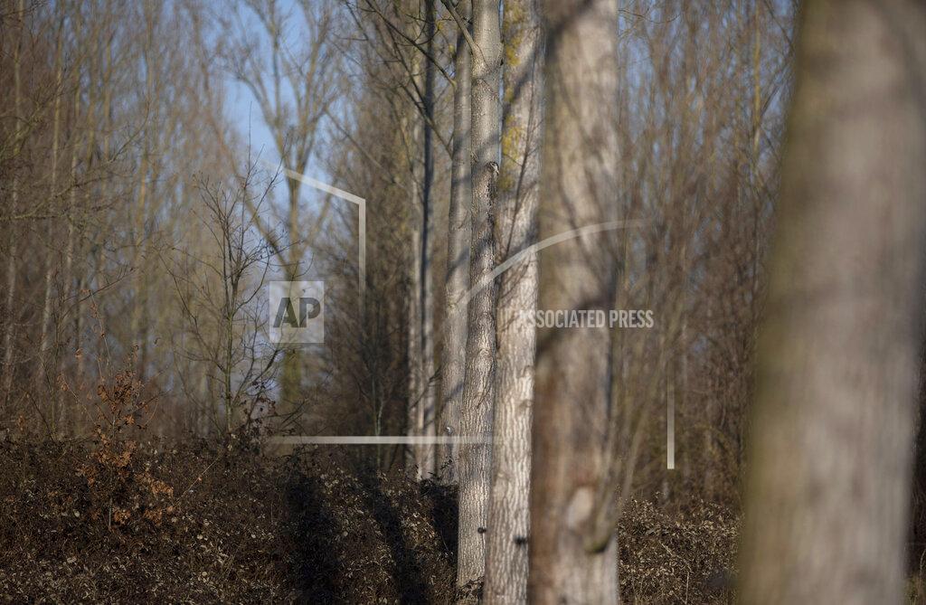 Virginia Mayo Trees line a wood outside of a Slow Cabin in Zandbergen, Belgium, Sunday, Feb. 28, 2021. These Slow Cabins, set up the Belgian countryside, are the new way to vacation in pandemic times: in complete solitude and in the middle of nowhere. The wooden cabins are fully sustainable, provided you don't stay in the shower too long and you can live without Wi-Fi. (AP Photo/Virginia Mayo)