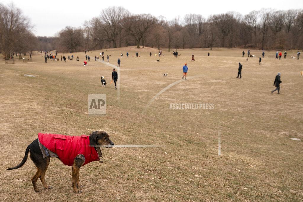 John Minchillo A dog surveys the scene from a hill while playmates and their owners roam Prospect Park's Long Meadow during off-leash hours, Sunday, Jan. 31, 2021, in the Brooklyn borough of New York. Go to any dog park right now and you’ll probably find lively pandemic puppies, along with new owners learning the ins and outs of off-leash play. One of the silver linings of the pandemic is that many people are discovering the joys of dog ownership. (AP Photo/John Minchillo)