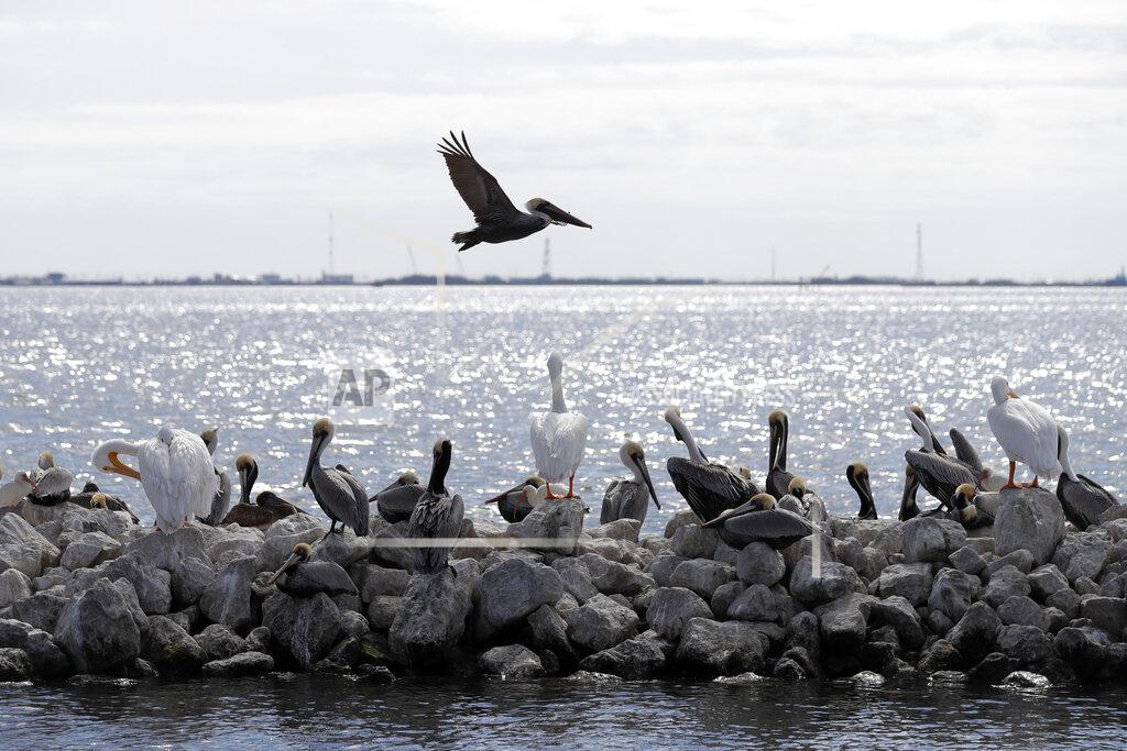 Gerald Herbert FILE - In this Feb. 3, 2020, file photo, pelicans fly over and sit on man-made rock revetment on Queen Bess Island in Barataria Bay, La. (AP Photo/Gerald Herbert, File)