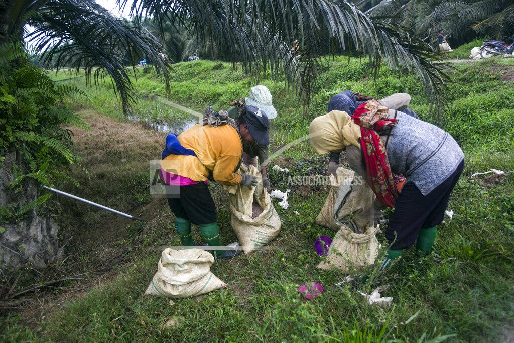 Binsar Bakkara Women fill sacks with fertilizer to be spread in a palm oil plantation in Sumatra, Indonesia, Nov. 14, 2017. Many large suppliers have pledged to root out labor abuses after pressure from buyers who have denounced it. But some workers said they are told to hide or are coached on what to say during auditors' scheduled visits to plantations, where only the best conditions are often showcased to gain sustainability certification. (AP Photo/Binsar Bakkara)