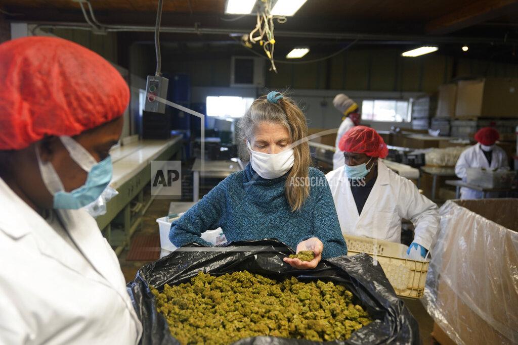 Seth Wenig Gail Hepworth, center, co-owner with her sister of Hepworth Farms in Milton, N.Y., talks with employees as dried hemp is processed, Monday, April 12, 2021. Farmers dealing with depressed prices for plants that produce CBD extract are eager to take part in a statewide marijuana market expected to generate billions of dollars a year once retail sales start. They already know how to grow and process cannabis plants, since hemp is essentially the same plant with lower levels of THC, marijuana's active ingredient. Now they're waiting on rules that will allow them to switch seeds. (AP Photo/Seth Wenig)