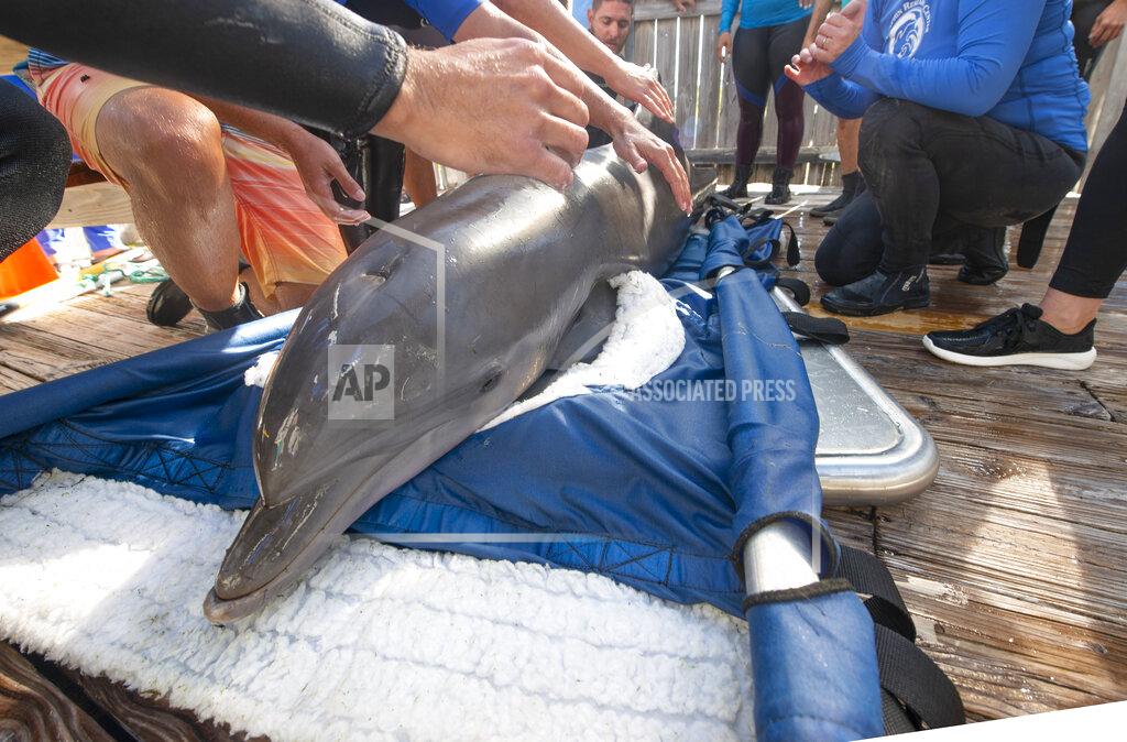 Andy Newman In this photo provided by the Florida Keys News Bureau, Ranger, a juvenile bottlenose dolphin, is weighed at Dolphin Research Center Thursday, May 12, 2022, in Marathon, Fla., during transfer from a medical pool to one of the facility's Florida Bay-fed lagoons. The male was flown March 25, to the Florida Keys from the Texas State Aquarium Wildlife Rescue Center after being rescued in June 2021 from Goose Island State Park in Texas, suffering from a respiratory infection and dehydration following his mother's death. Because the dolphin can't be released, National Marine Fisheries Service chose DRC to be his forever home. (Andy Newman/Florida Keys News Bureau via AP)