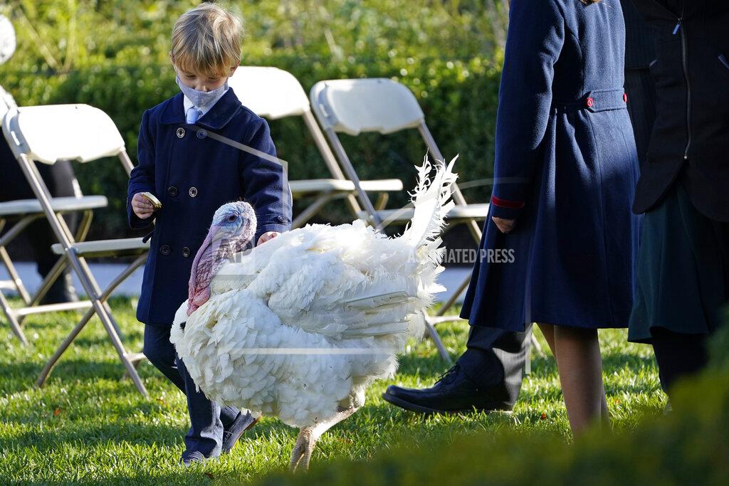 Susan Walsh Theodore Kushner, son of Ivanka Trump, Assistant to the President, and White House adviser Jared Kushner, walks with Corn, the national Thanksgiving turkey, in the Rose Garden of the White House, Tuesday, Nov. 24, 2020, in Washington. President Donald Trump pardoned Corn during the event. (AP Photo/Susan Walsh)