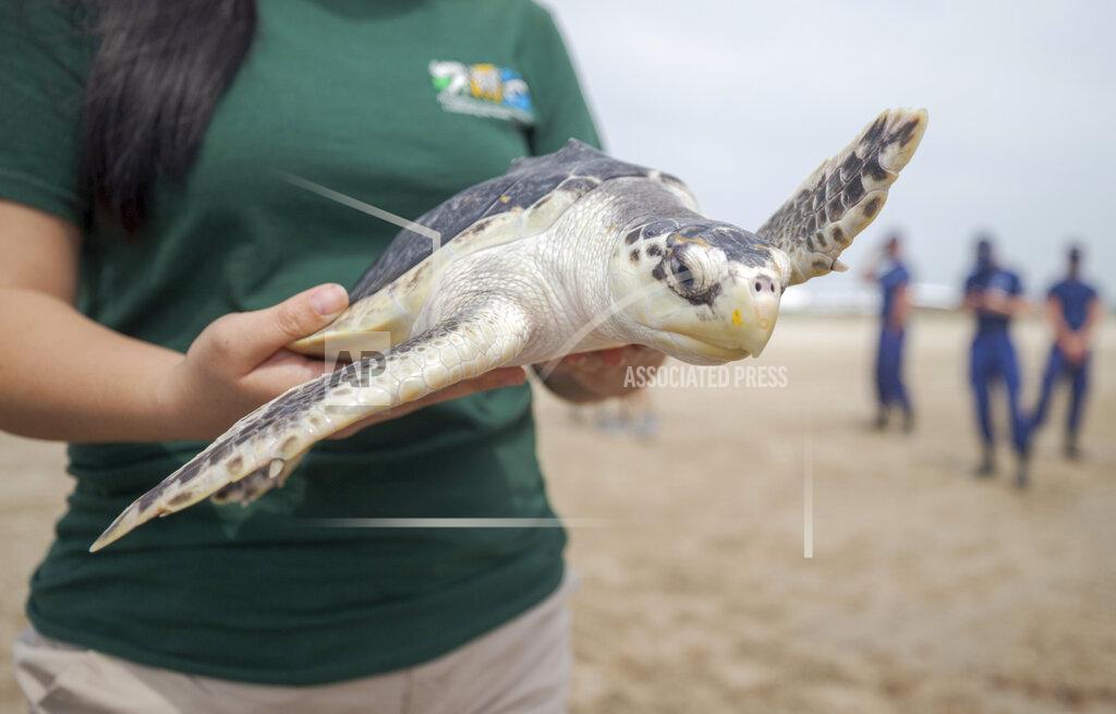 David Grunfeld A Kemp's Ridley sea turtle just before being released into the Gulf of Mexico from the Grand Isle, La. beach Monday, March 15, 2021. Audubon's Coastal Wildlife Network rehabilitated 19 cold-stunned Kemp's Ridley sea turtles after a deep arctic airmass along the New England coast in November 2020 threatened to kill the turtles. (David Grunfeld/The Advocate via AP)