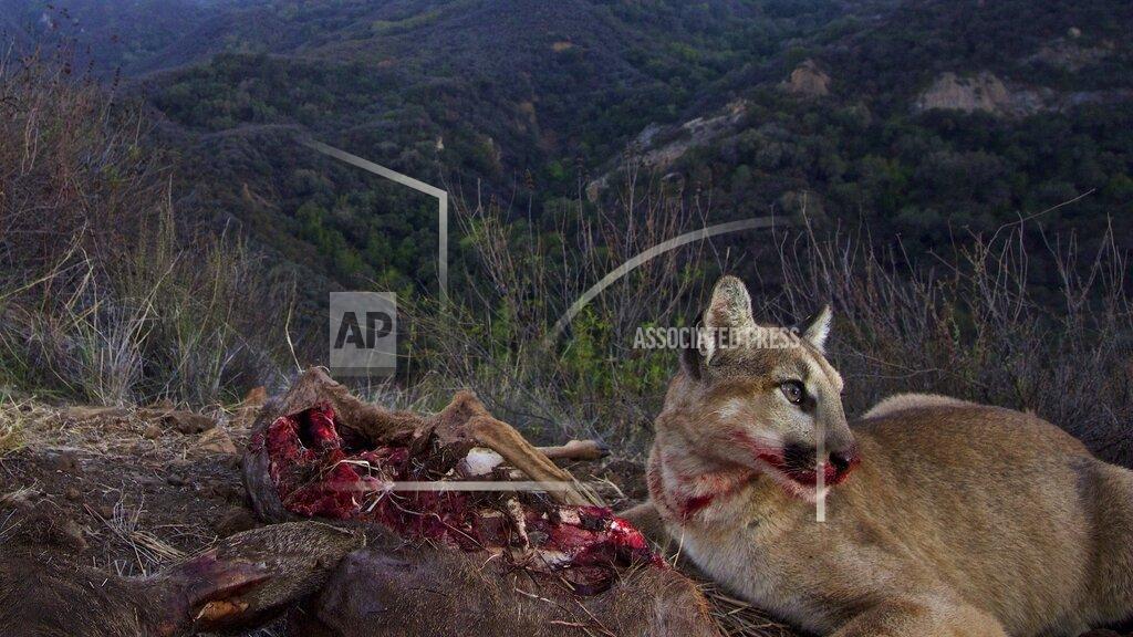 Uncredited A mountain lion eats a kill at Santa Monica Mountains National Recreation Area near Malibu Creek State Park on March 24, 2014. Los Angeles and Mumbai, India are the world’s only megacities of 10 million-plus where large felines breed, hunt and maintain territory within urban boundaries. Long-term studies in both cities have examined how the big cats prowl through their urban jungles, and how people can best live alongside them. (National Park Service via AP)