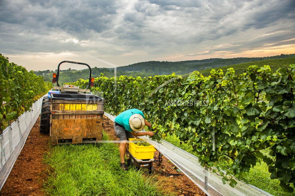Katina Zentz Vineyard Manager Eric Aellen harvests Chardonnay grapes in the vineyards of Linganore Winecellars in the early Tuesday, Aug. 31, in Frederick, Md. Planted three years ago, these vines are located at the new block of Chardonnay plants and will allow for the winery to make a different style of Chardonnay wine that is fermented in stainless steel. (Katina Zentz/The Frederick News-Post via AP)