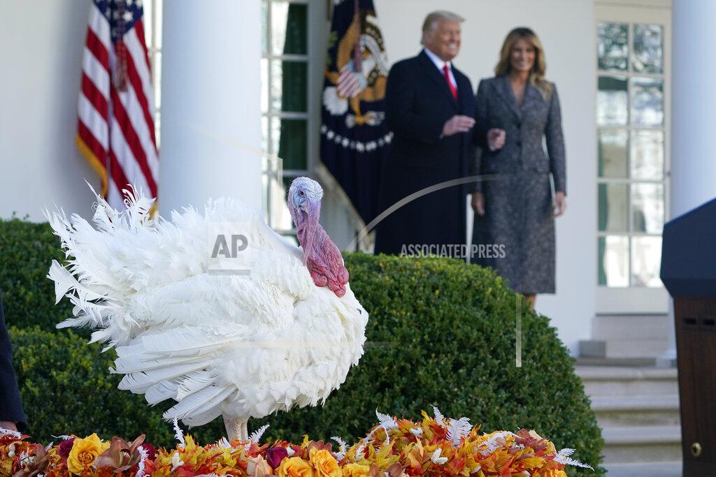 Susan Walsh President Donald Trump and first lady Melania Trump walk out of the Rose Garden of the White House, Tuesday, Nov. 24, 2020, in Washington, after pardoning Corn, the national Thanksgiving turkey. (AP Photo/Susan Walsh)