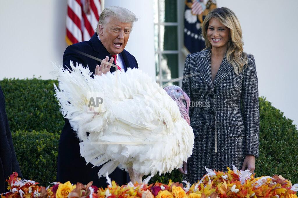 Susan Walsh President Donald Trump pardons Corn, the national Thanksgiving turkey, in the Rose Garden of the White House, Tuesday, Nov. 24, 2020, in Washington, as first lady Melania Trump watches. (AP Photo/Susan Walsh)