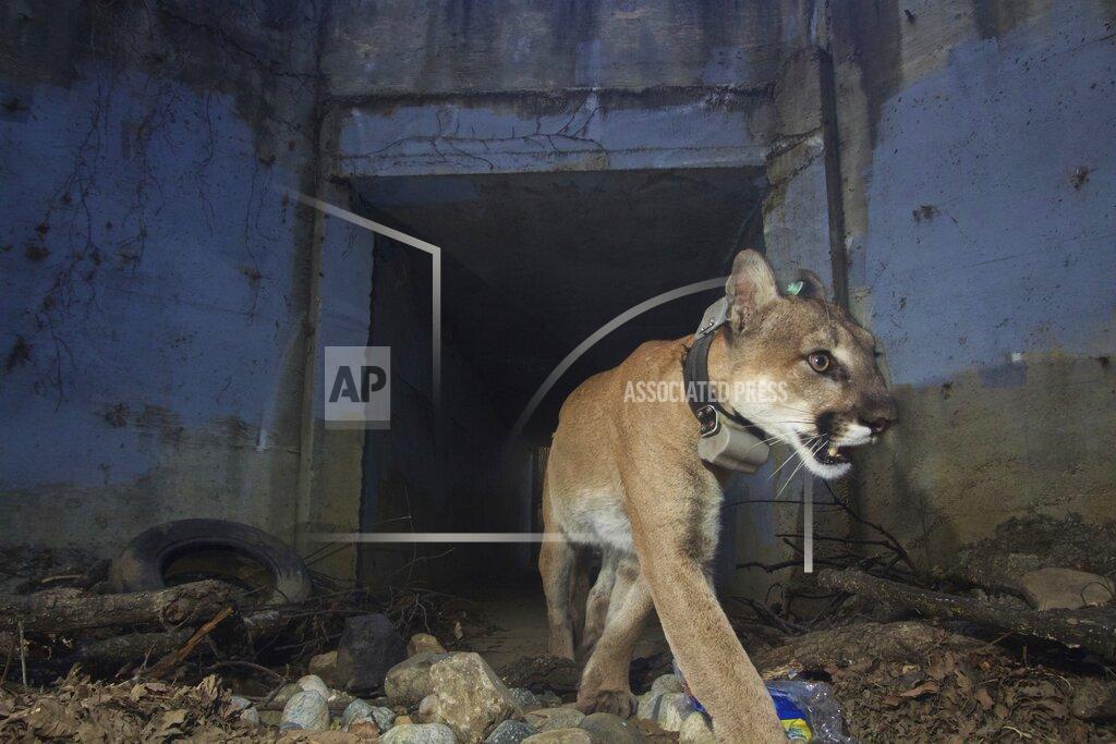 Uncredited Adult male mountain lion P-64 walks out of a tunnel at Santa Monica Mountains National Recreation Area on May 22, 2018. Los Angeles and Mumbai, India are the world’s only megacities of 10 million-plus where large felines breed, hunt and maintain territory within urban boundaries. Long-term studies in both cities have examined how the big cats prowl through their urban jungles, and how people can best live alongside them. (National Park Service via AP)