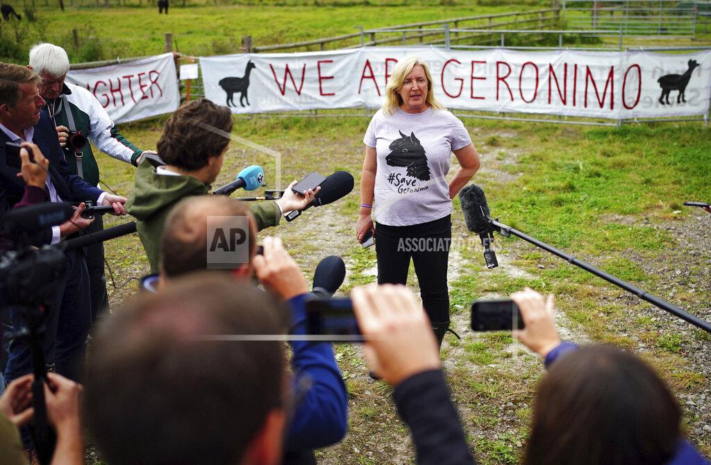 Ben Birchall Helen Macdonald, the owner of Geronimo the alpaca speaks to the media after the animal was taken away on a trailer to an undisclosed location, at Shepherds Close Farm in Wooton Under Edge, Gloucester, England, Tuesday, Aug. 31, 2021. Veterinary staff in blue overalls, masks and goggles, backed by a group of police officers, arrived at the western England farm where the animal lives on Tuesday, and took Geronimo from his pen. The controversial camelid was sentenced to death after twice testing positive for bovine tuberculosis. His owner, Helen Macdonald, argued the tests had produced false positives and battled for a third test. (Ben Birchall/PA via AP)