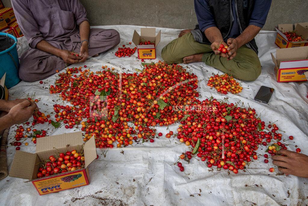 Dar Yasin Kashmiri farmers pack freshly plucked cherries before sending them to a wholesale market in Waliwar village, north east of Srinagar, Indian controlled Kashmir, Wednesday, June 16, 2021. Cherry farmers in Kashmir who were not able get most of their produce to the markets last year because of the COVID-19 pandemic are hoping for good returns this year. (AP Photo/ Dar Yasin)