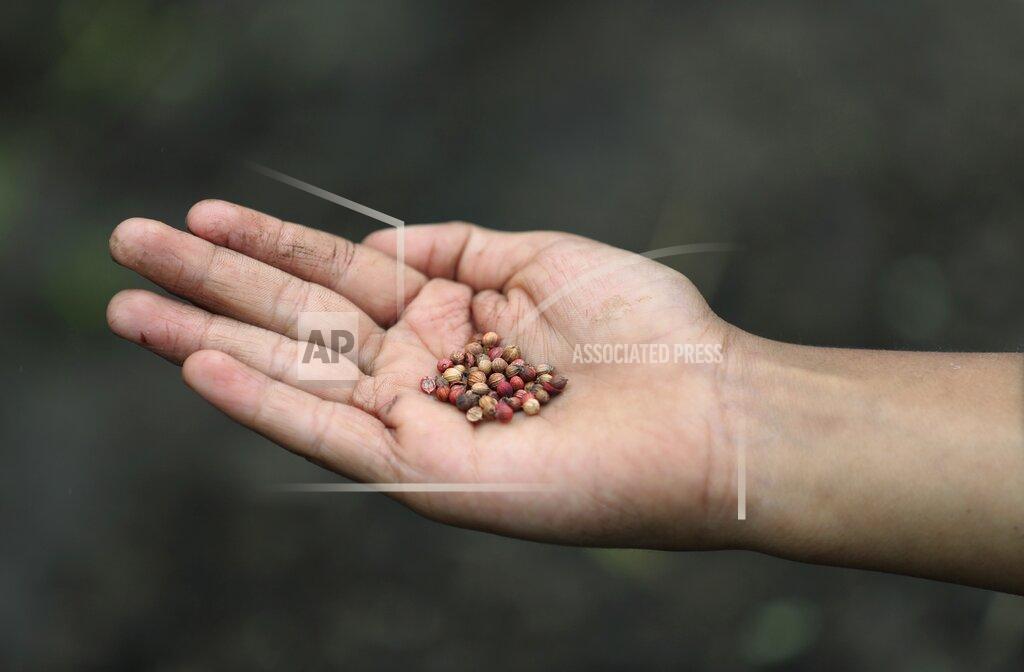 Fernando Vergara Jeimmer Alejandro Riveros, 9, holds a handful of coriander seeds that go into gardening kits for online followers, on his mother's small farm in Chipaque, Colombia, Saturday, May 9, 2020. Alejandro, his mother and his older brother are reinventing themselves as YouTubers due to a quarantine ordered by the government to contain the spread of COVID-19, teaching others how to grow vegetables at home and providing self-starter kits that they deliver through a local courier. (AP Photo/Fernando Vergara)