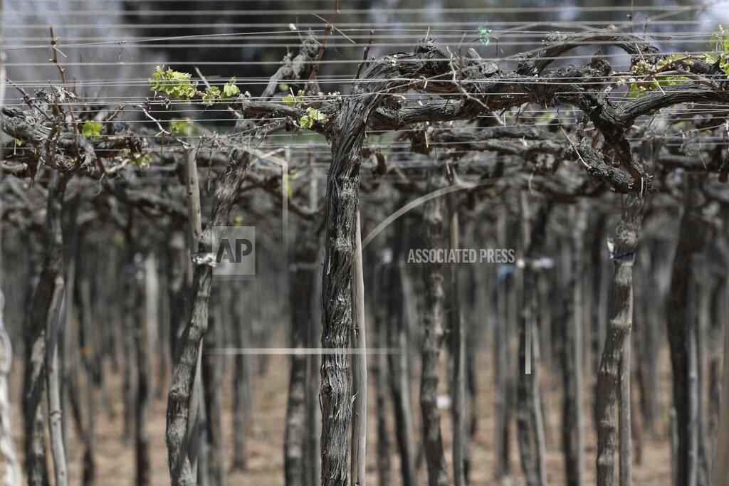Martin Mejia A vineyard stands in Ica, Peru, Monday, Sept. 28, 2020. More than 500 Pisco producers have seen their sales collapse by half and thousands of grape growers have had their fields ruined because of the late harvests, because of the strict lockdown implemented to stop COVID-19. (AP Photo/Martin Mejia)