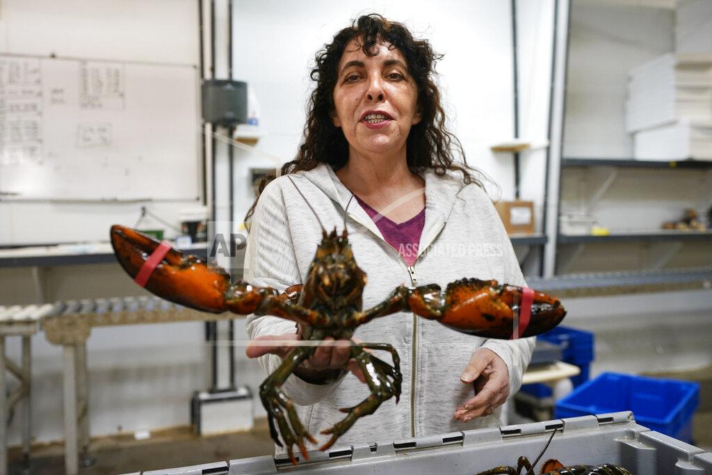 Robert F. Bukaty In this Wednesday, Nov. 18, 2020, photo, Stephanie Nadeau, owner of The Lobster Company, holds a lobster at her shipping facility in Arundel, Maine. Nadeau said the lobster industry needs assurance that it'll be able to sell lobsters to other countries without punitive tariffs and is hopeful that assurance will arrive under Democratic President-elect Joe Biden. (AP Photo/Robert F. Bukaty)