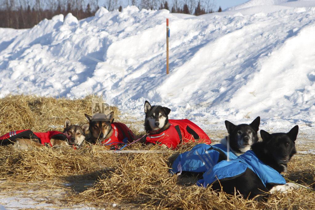 Zachariah Hughes Christopher Parker's dogs rest in the McGrath, Alaska, checkpoint during the Iditarod Trail Sled Dog Race on Saturday, March 13, 2021. Parker scratched earlier in the race. (Zachariah Hughes/Anchorage Daily News via AP, Pool)