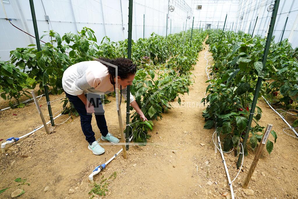 Matt Slocum Ashley Walsh, founder of Pocono Organics farm, checks on a pepper plant at the farm adjacent to Pocono Raceway, Friday, June 25, 2021, in Long Pond, Pa. The 380 acre farm is the title sponsor for Saturday's NASCAR auto race, The Pocono Organics CBD 325, the first Cup race with a CBD sponsorship. (AP Photo/Matt Slocum)