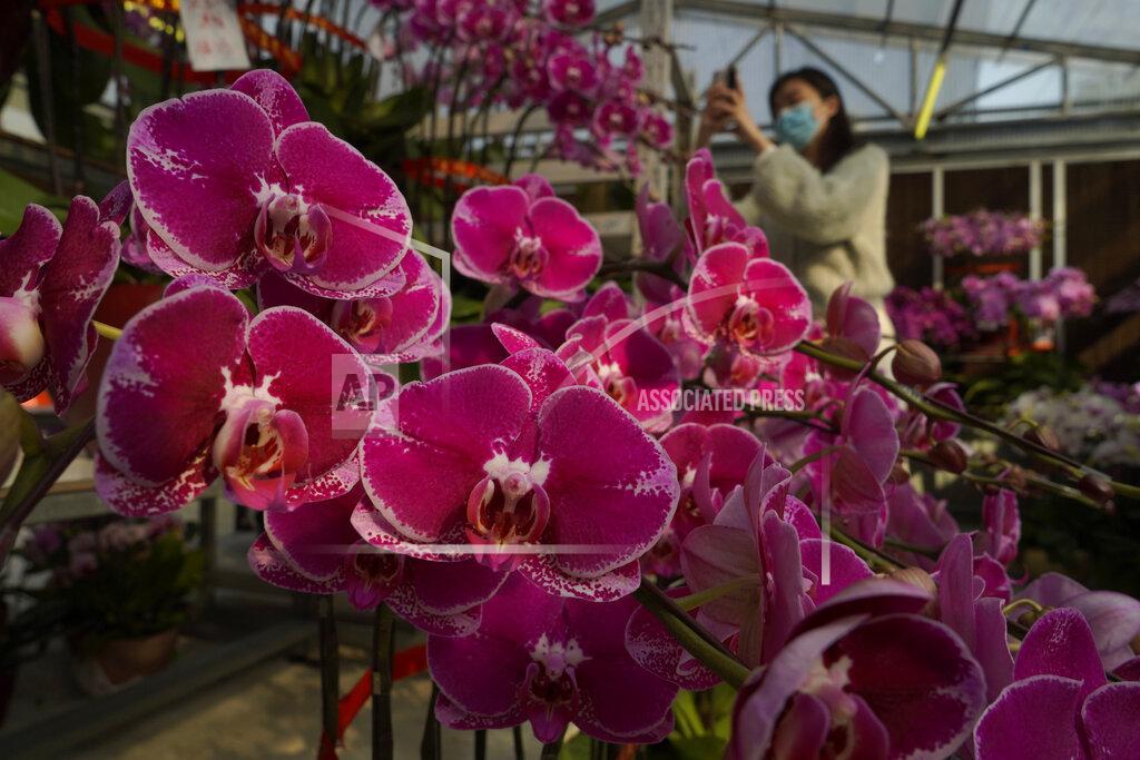 Kin Cheung A woman wearing a face mask to protect against the spread of the coronavirus, takes photos of pots of Phalaenopsis orchids at one of Hong Kong's largest orchid farms located at Hong Kong's rural New Territories on Jan. 14, 2021. The Lunar New Year holiday is usually a busy period for flower farms in Hong Kong, which gear up to sell plum blossoms, orchids and daffodils at flower markets during the festive season. But the pandemic and restrictions on such festive markets this year has taken a toll on many farms, who worry that they may be left with an oversupply of flowers. (AP Photo/Kin Cheung)