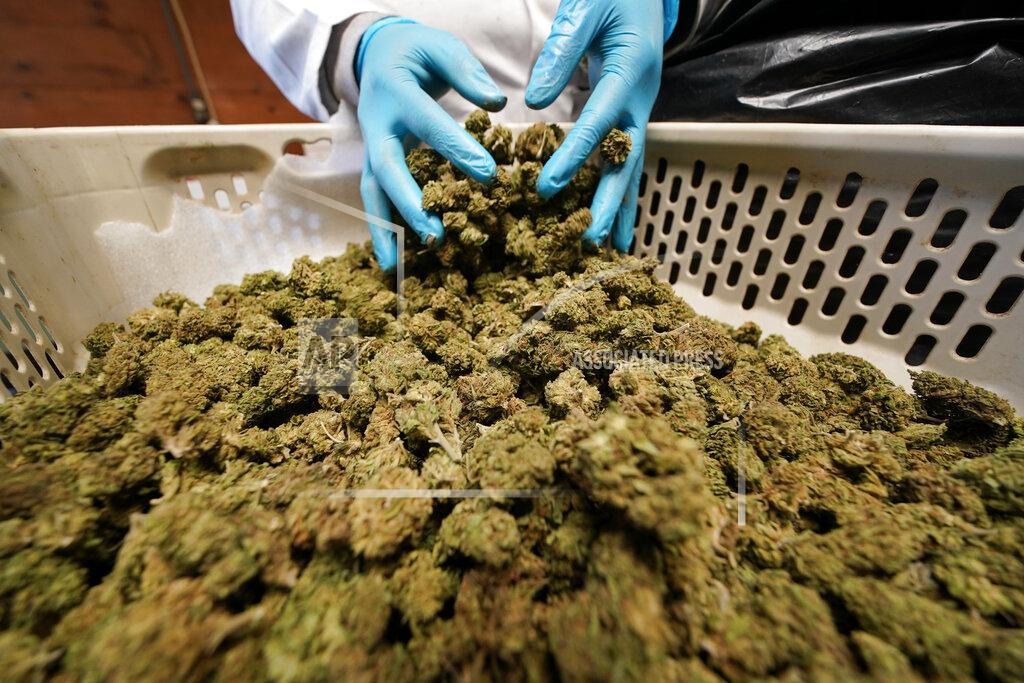 Seth Wenig Dried hemp plants are sorted and trimmed at Hepworth Farms in Milton, N.Y., Monday, April 12, 2021. Farmers dealing with depressed prices for plants that produce CBD extract are eager to take part in a statewide marijuana market expected to generate billions of dollars a year once retail sales start. They already know how to grow and process cannabis plants, since hemp is essentially the same plant with lower levels of THC, marijuana's active ingredient. Now they're waiting on rules that will allow them to switch seeds. (AP Photo/Seth Wenig)