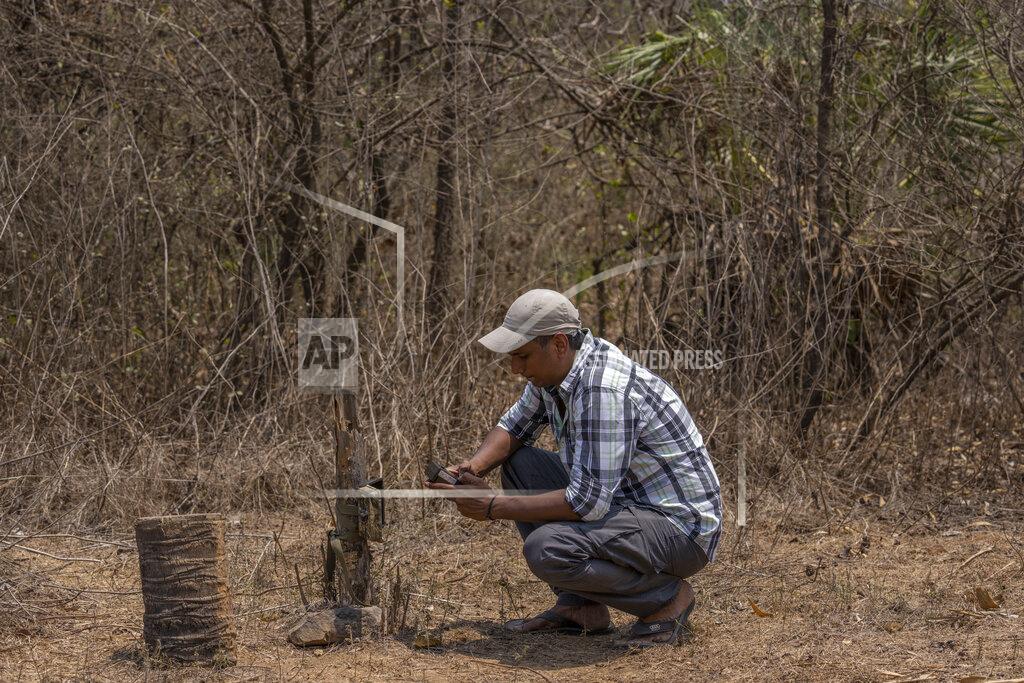 Rafiq Maqbool Satish Lote, a resident of Aarey colony, checks camera trap which borders the south end of Sanjay Gandhi National Parkin Mumbai, Thursday, April 7, 2022. Los Angeles and Mumbai, India are the world’s only megacities of 10 million-plus where large felines breed, hunt and maintain territory within urban boundaries. Long-term studies in both cities have examined how the big cats prowl through their urban jungles, and how people can best live alongside them. (AP Photo/Rafiq Maqbool)