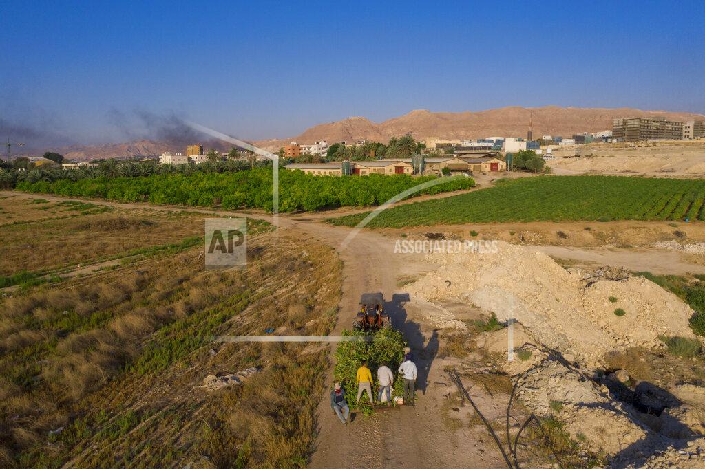 Oded Balilty Palestinian farmers ride on a truck loaded with eggplants near the West Bank city of Jericho in the Jordan Valley, Tuesday, June 30, 2020. Israeli Prime Minister Benjamin Netanyahu appears determined to carry out his pledge to begin annexing parts of the occupied West Bank, possibly as soon as Wednesday. (AP Photo/Oded Balilty)