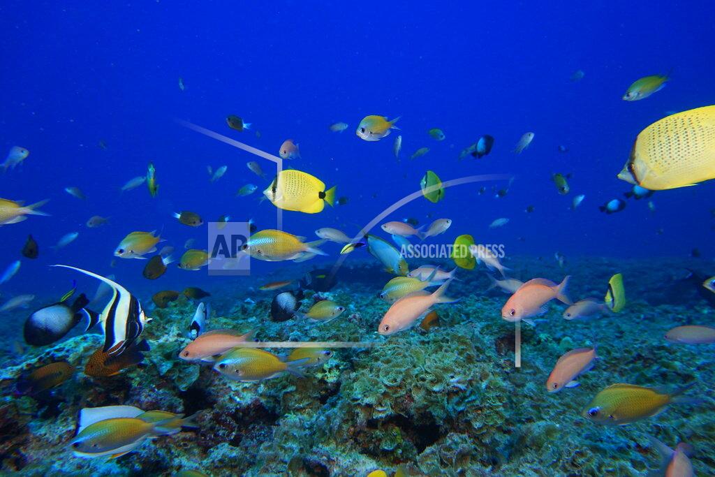 Jacob Asher FILE - In this Sept. 6, 2017 photo provided by the National Oceanic and Atmospheric Administration (NOAA), fish swim in a reef at Pearl and Hermes Atoll in the Northwestern Hawaiian Islands. A decade-long effort by the world to save the world’s disappearing species and declining ecosystems has mostly failed so far, with fragile ecosystems like coral reefs and tropical forests in even more trouble than ever, according to a United Nations biodiversity report released on Tuesday, Sept. 15, 2020. (Jacob Asher/NOAA via AP)