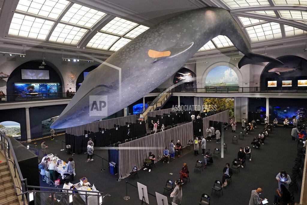 Richard Drew FILE - People rest in the observation area, at right, after receiving COVID-19 vaccinations under the 94-foot-long, 21,000-pound model of a blue whale, in the Milstein Family Hall of Ocean Life, at the American Museum of Natural History, in New York, Friday, April 23, 2021. After months of coaxing people to get vaccinated against COVID-19 with incentives like museum tickets and transit passes, New York City is sweetening the pot by offering $100 to any city resident who gets a first dose of a coronavirus vaccine at a city-run site, Mayor Bill de Blasio said Wednesday, July 28, 2021. (AP Photo/Richard Drew, File)
