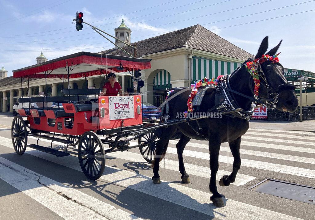 Stacey Plaisance A mule pulling a carriage ambles through the heart of the French Quarter in hurricane-tossed New Orleans on Thursday, Sept. 2, 2021. With nearly all the power back on in New Orleans nearly two weeks after Ida stuck, the city is showing signs of making a comeback from the Category 4 killer. (AP Photo/Stacey Plaisance)