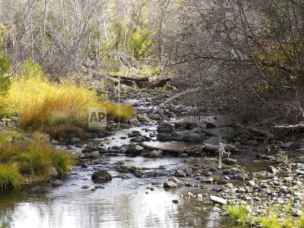 Scott Sonner Low water in Taylor Creek has all but cut off the kokanee salmon's migration route upstream from Lake Tahoe Wednesday, Oct. 20, 2021 west of South Lake Tahoe, Calif. Drought fueled by climate change has dropped Lake Tahoe below its natural rim and halted flows into the Truckee River, an historically cyclical event that's occurring sooner and more often than it used to raising fears about what might be in store for the famed alpine lake. (AP Photo/Scott Sonner).