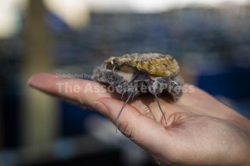 A curious South African sea snail is a prized dish in A... - Vimarsana News