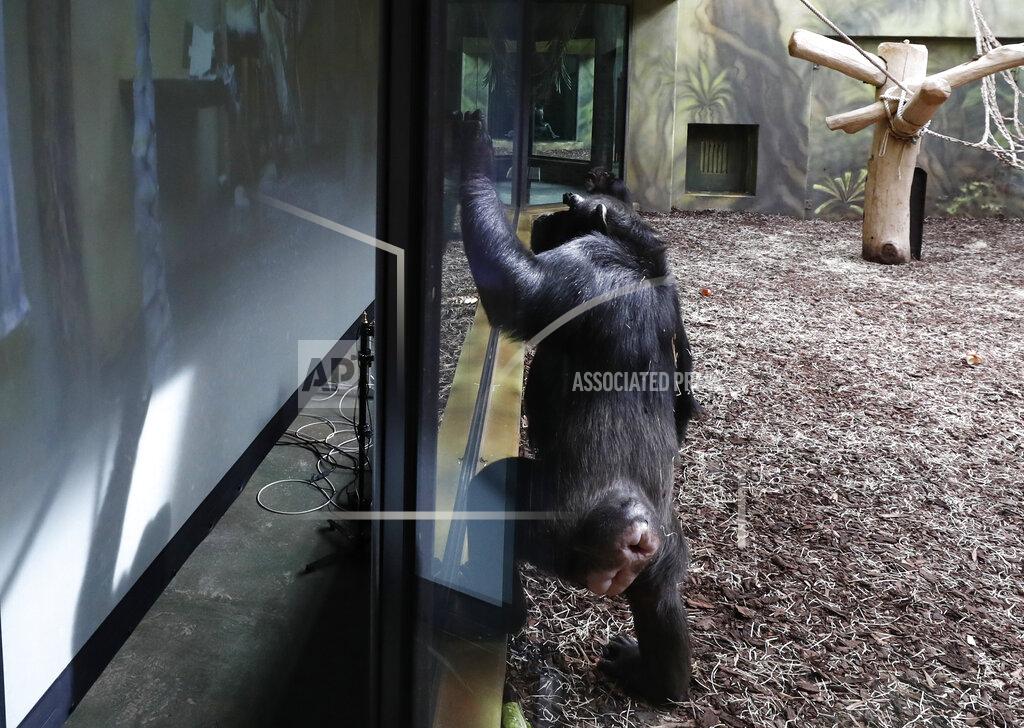 Petr David Josek A chimpanzee watches a screen set at the enclosure at the Safari Park in Dvur Kralove, Czech Republic, Monday, March 15, 2021. To enrich everyday life of their chimpanzees amid a strict lockdown, a zoo park in the Czech Republic has installed a big screen in their enclosure to broadcast for them what fellow chimpanzees are doing at a zoo in Brno. The Safari Park launched the experimental project to give the chimpanzees somebody to watch and give them some fun after crowds of visitors disappeared when the zoo was closed due to the coronavirus pandemic on Dec 18, 2020. (AP Photo/Petr David Josek)