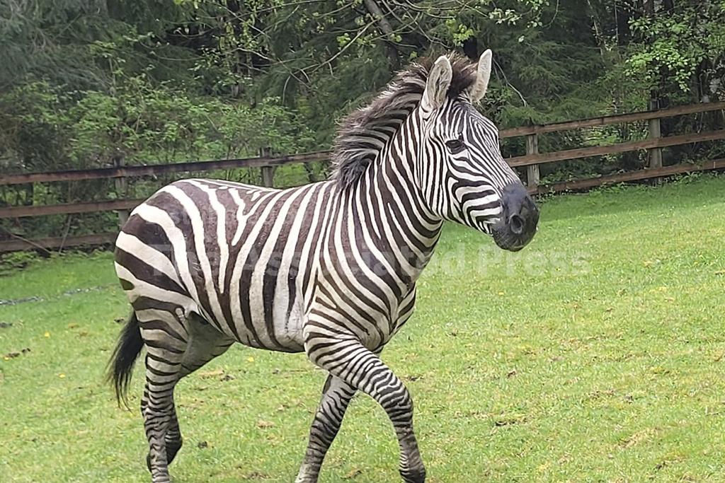 Escaped zebra captured near Seattle after gallivanting around Cascade ...