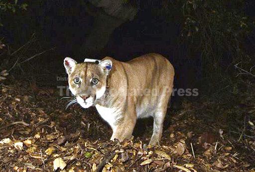 Tribes bury Southern California's famed mountain lion,... - Vimarsana News