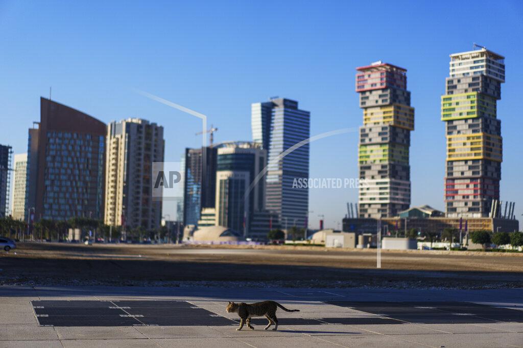 Pavel Golovkin A cat walks in a street with the Marina Twin Towers, right, in the background in Lusail downtown, Qatar, Thursday, Nov. 24, 2022. (AP Photo/Pavel Golovkin)