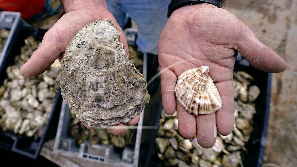 Charles Krupa Brian Gennaro, owner of Virgin Oyster Co., holds an oyster ready for retail sale, right, next to a large adult oyster, also known as an "Uglie", at Great Bay, Monday, May 3, 2021, in Durham, N.H. Thousands of Uglies from Maine, which were left to grow due to lack of retail demand of more than a year because of the virus outbreak, were relocated to Great Bay to enhance the shellfish species in New Hampshire coastal waters. (AP Photo/Charles Krupa)