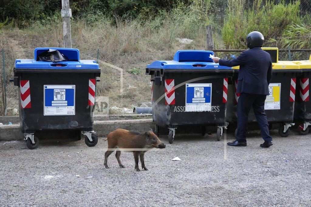 Gregorio Borgia A wild boars strolls past trash bins in Rome, Friday, Sept. 24, 2021. They have become a daily sight in Rome, families of wild boars trotting down the city streets, sticking their snouts in the garbage looking for food. Rome's overflowing rubbish bins have been a magnet for the families of boars who emerge from the extensive parks surrounding the city to roam the streets scavenging for food. (AP Photo/Gregorio Borgia)