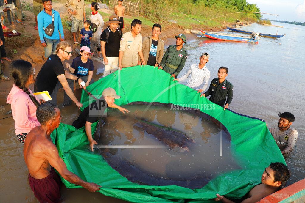 Chhut Chheana In this photo provided by Wonders of the Mekong taken on June 14, 2022, a team of Cambodian and American scientists and researchers, along with Fisheries Administration officials prepare to release a giant freshwater stingray back into the Mekong River in the northeastern province of Stung Treng, Cambodia. A local fisherman caught the 661-pound (300-kilogram) stingray, which set the record for the world's largest known freshwater fish and earned him a $600 reward. (Chhut Chheana/Wonders of the Mekong via AP)