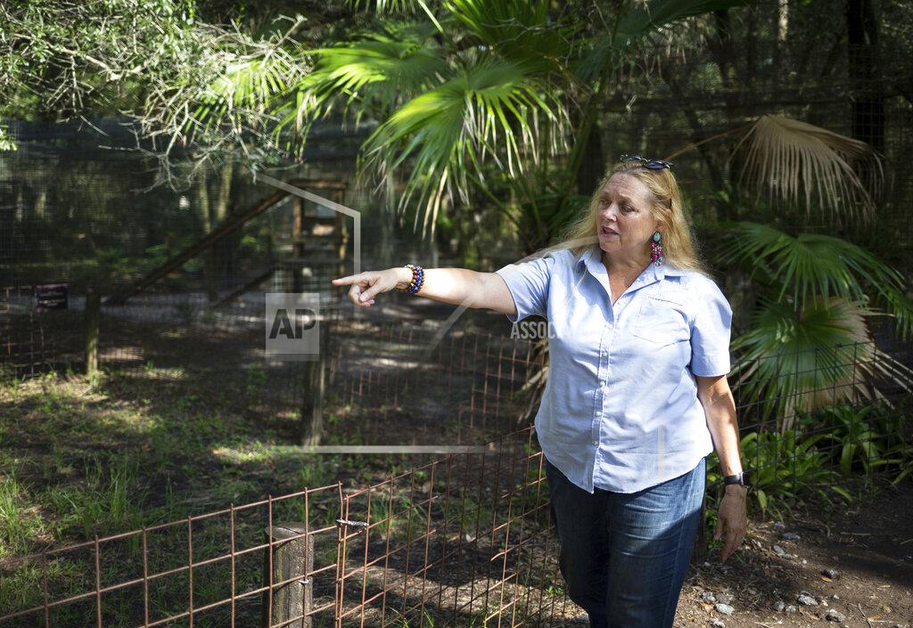 Loren Elliott FILE - In this July 20, 2017, file photo, Carole Baskin, founder of Big Cat Rescue, walks the property near Tampa, Fla. Officials said, a female volunteer who regularly feeds big cats was bitten and seriously injured by a tiger Thursday morning, Dec. 3, 2020, at the sanctuary, which was made famous by the Netflix series “Tiger King." (Loren Elliott/Tampa Bay Times via AP, File)