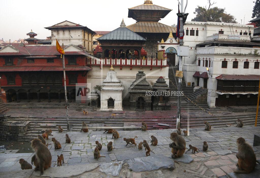 In this Monday, April 6, 2020, photo, monkeys wait for food at Pashupatinath temple, the country's most revered Hindu temple, during the lockdown in Kathmandu, Nepal. Guards, staff and volunteers are making sure animals and birds on the temple grounds don't starve during the country's lockdown, which halted temple visits and stopped the crowds that used to line up to feed the animals. (AP Photo/Niranjan Shrestha)