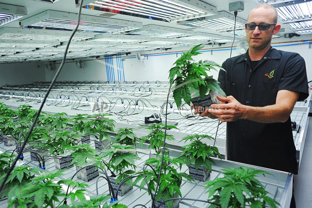 Joe Ahlquist FILE - In this Oct. 16, 2015 file photo, Jonathan Hunt, vice president of Monarch America, Inc., shows a marijuana plant while giving a tour of the Flandreau Santee Sioux Tribe's marijuana growing facility, in Flandreau, S.D. Voters in four states could embrace broad legal marijuana sales on Election Day, setting the stage for a watershed year for the industry that could snowball into neighboring states as well as reshape policy on Capitol Hill. The Nov. 3, 2020, contests will take place in markedly different regions of the country, New Jersey, Arizona, South Dakota and Montana and approval of the proposals would highlight how public acceptance of cannabis is cutting across geography, demographics and the nation's deep political divide. (Joe Ahlquist/The Argus Leader via AP, File)