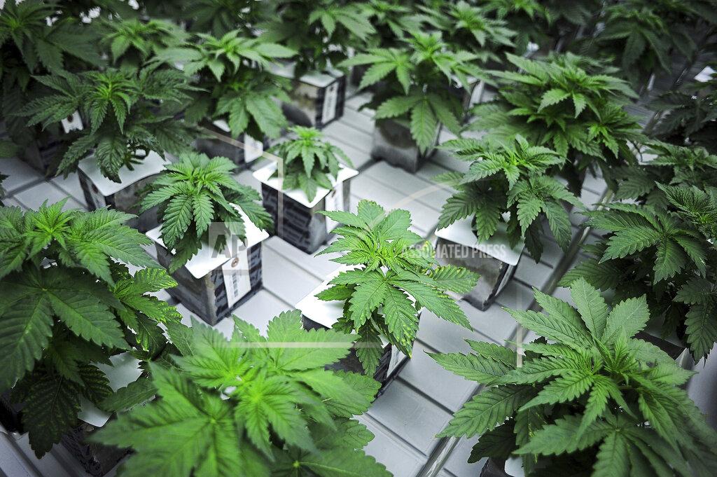 Joe Ahlquist FILE - In this Oct. 16, 2015 file photo, marijuana plants grow in the Flandreau Santee Sioux Tribe's growing facility in Flandreau, S.D. Voters in four states could embrace broad legal marijuana sales on Election Day, setting the stage for a watershed year for the industry that could snowball into neighboring states as well as reshape policy on Capitol Hill. The Nov. 3, 2020, contests will take place in markedly different regions of the country, New Jersey, Arizona, South Dakota and Montana and approval of the proposals would highlight how public acceptance of cannabis is cutting across geography, demographics and the nation's deep political divide. (Joe Ahlquist/The Argus Leader via AP, File)