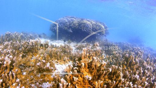Fish swim near a head of coral in Kaneohe Bay, Hawaii on Friday, Oct. 1, 2021. Scientists are trying to speed up coral's evolutionary clock to build reefs that can better withstand the impacts of global warming. For the past five years, researchers in Hawaii and Australia have been conducting experiments to prove their Darwinian theories work. They say they do, and now they're getting ready to plant selectively bred and other lab-evolved corals back into the ocean to see if they can survive in Nature. If successful, the scientists say the more heat tolerant corals could help save vital reefs that are dying from climate change. (AP Photo/Caleb Jones)