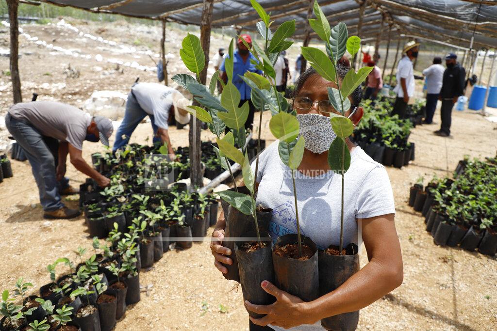 Martin Zetina Irma del Socorro Moo Ek, a beneficiary of Planting Life, a jobs and reforestation program promoted by Mexican President Andres Manuel Lopez Obrador, holds seedlings for planting, in Kopoma, Yucatan state, Mexico, Thursday, April 22, 2021. President Lopez Obrador is making a strong push for his oft-questioned tree-planting program, trying to get the United States to help fund expansion of the program into Central America as a way to stem migration. (AP Photo/Martin Zetina)
