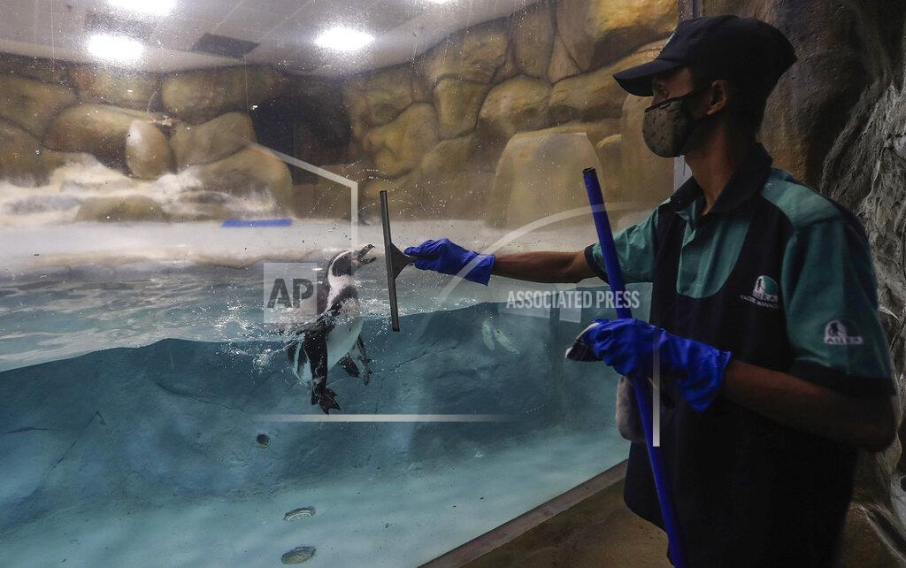 Rafiq Maqbool A staff member cleans glass as a Penguin is seen inside its enclosure at the Byculla Zoo in Mumbai, India, Sunday, Feb. 14, 2021. The zoo is scheduled to reopen Monday after 11 months of closure due to the coronavirus pandemic. (AP Photo/Rafiq Maqbool)