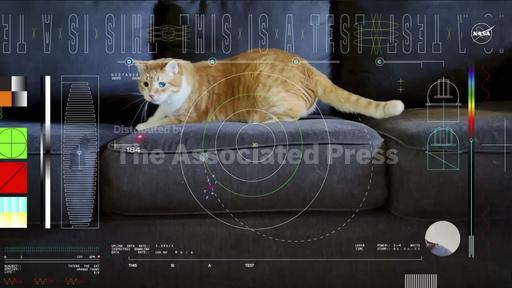 Orange tabby cat named Taters steals the show in first... - Vimarsana News