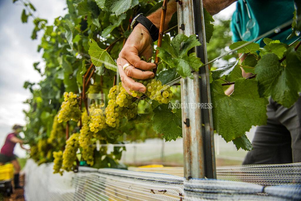 Katina Zentz Vineyard Manager Eric Aellen harvests Chardonnay grapes in the vineyards of Linganore Winecellars in the early Tuesday, Aug. 31, 2021, in Frederick, Md. Planted three years ago, these vines are located at the new block of Chardonnay plants and will allow for the winery to make a different style of Chardonnay wine that is fermented in stainless steel. (Katina Zentz/The Frederick News-Post via AP)