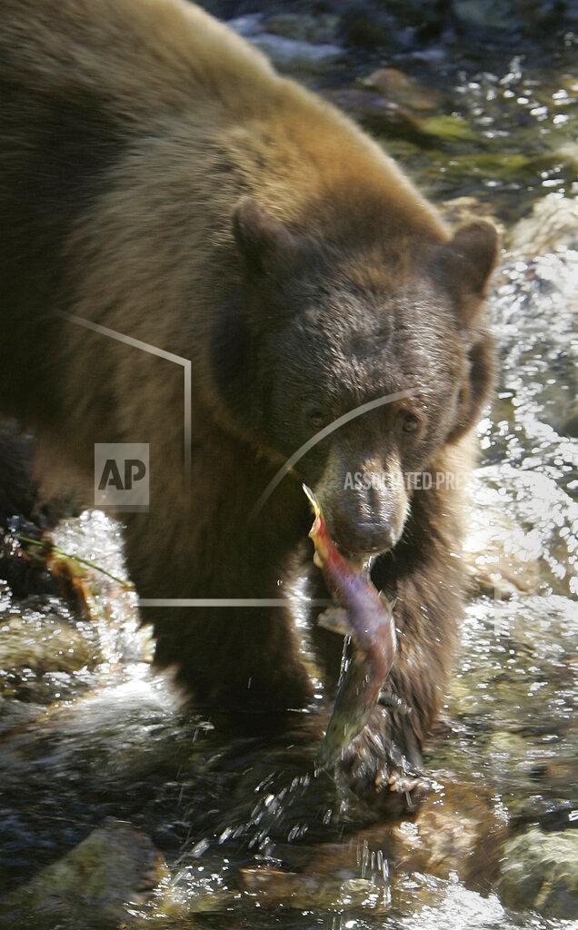 Rich Pedroncelli FILE - In this Wednesday, Oct. 8, 2008 file photo, a black bear comes up with a kokanee salmon while hunting for fish along Taylor Creek near South Lake Tahoe, Calif. Drought fueled by climate change has dropped Lake Tahoe below its natural rim and halted flows into the Truckee River, an historically cyclical event that’s occurring sooner and more often than it used to raising fears about what might be in store for the famed alpine lake. Scientists are concerned that the growing frequency of low-water extremes may become the new normal, Friday, Oct. 22, 2021 (AP Photo/Rich Pedroncelli, File)