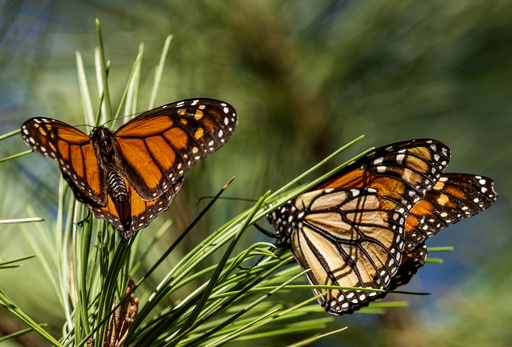 The number of monarch butterflies at their Mexico wintering sites has plummeted this year - Vimarsana News
