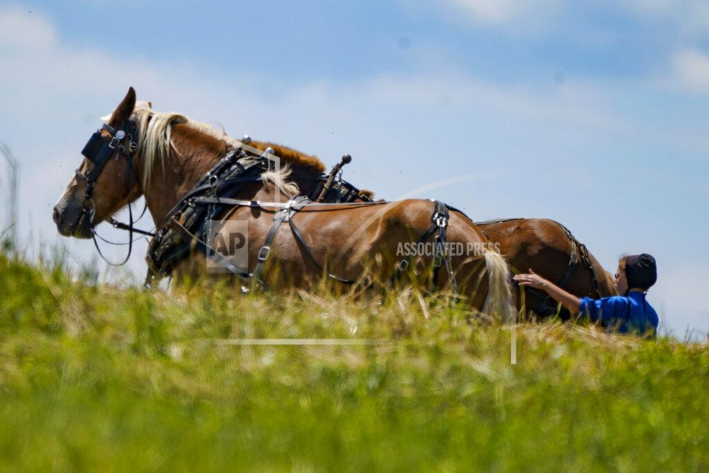 Keith Srakocic A woman in Amish country prepare a horse team to work on a farm in Pulaski, Pa., Wednesday, June 23, 2021. The vaccination drive is lagging far behind in many Amish communities across the U.S. following a wave of virus outbreaks that swept through their churches and homes during the past year. (AP Photo/Keith Srakocic)