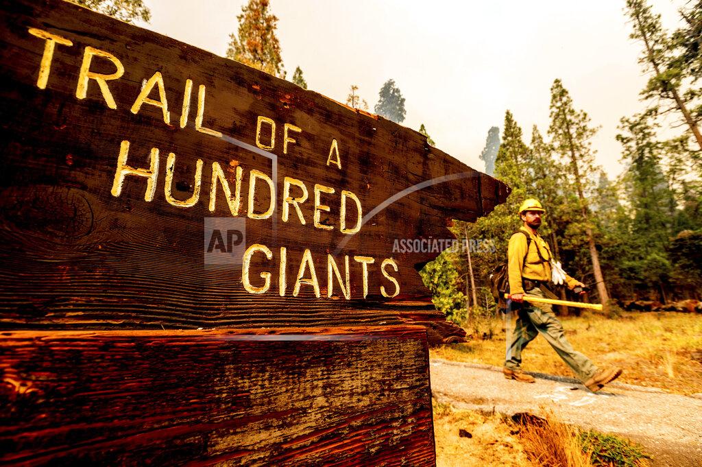 Noah Berger A firefighter battles the Windy Fire burning in the Trail of 100 Giants grove of Sequoia National Forest, Calif., on Sunday, Sept. 19, 2021. (AP Photo/Noah Berger)