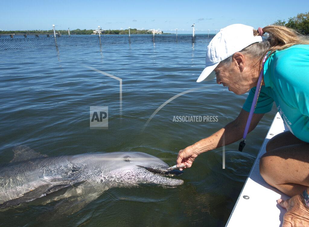 Andy Newman In this photo provided by the Florida Keys News Bureau, Linda Erb, vice president of animal care and training at Dolphin Research Center, feeds Ranger, a juvenile bottlenose dolphin, Thursday, May 12, 2022, in Marathon, Fla. The male was flown March 25, to the Florida Keys from the Texas State Aquarium Wildlife Rescue Center after being rescued in June 2021 from Goose Island State Park in Texas, suffering from a respiratory infection and dehydration following his mother's death. Because the dolphin can't be released, National Marine Fisheries Service chose DRC to be his forever home. (Andy Newman/Florida Keys News Bureau via AP)